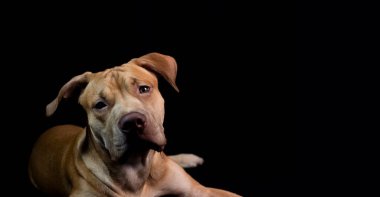Siyah arka planda karamel renkli pitbull köpeği portresi. Salvador, Bahia, Brezilya.