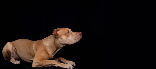 Portrait Caramel Colored Pit Bull Dog Black Background City Salvador — Stock fotografie