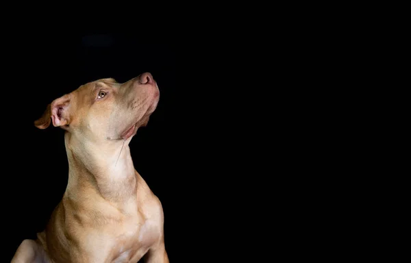Portrait Pit Bull Dog Sitting Looking Black Background City Salvador — Foto Stock