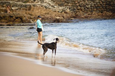 Salvador, Bahia, Brezilya - 4 Haziran 2022: Köpek Salvador, Bahia 'daki Porto da Barra plajında oynar..