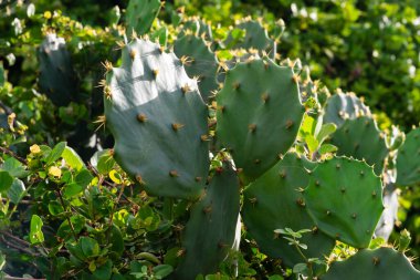 Prickly cactus with a blue sky in background. Salvador, Brazil.