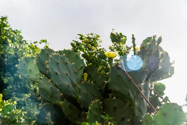 Prickly Cactus Blue Sky Background Salvador Brazil — Stock Photo, Image