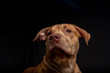 Portrait of a caramel-colored pit bull dog against black background. City of Salvador, Bahia, Brazil.