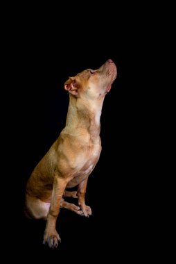 Portrait of a pit bull dog sitting and looking up against black background.. City of Salvador, Bahia, Brazil.