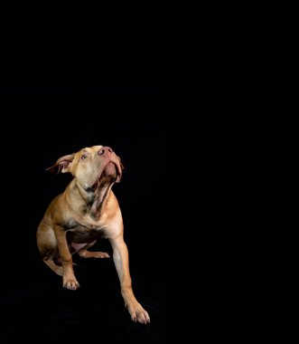 Portrait of a pit bull dog sitting and looking up against black background.. City of Salvador, Bahia, Brazil.