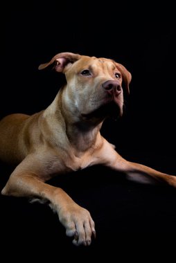 Portrait of a caramel-colored pit bull dog against black background. City of Salvador, Bahia, Brazil.