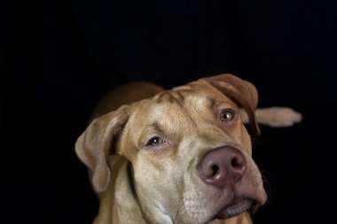 Siyah arka planda karamel renkli pitbull köpeği portresi. Salvador, Bahia, Brezilya.