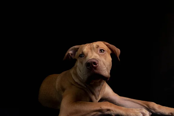 Portrait Caramel Colored Pit Bull Dog Black Background City Salvador — 스톡 사진