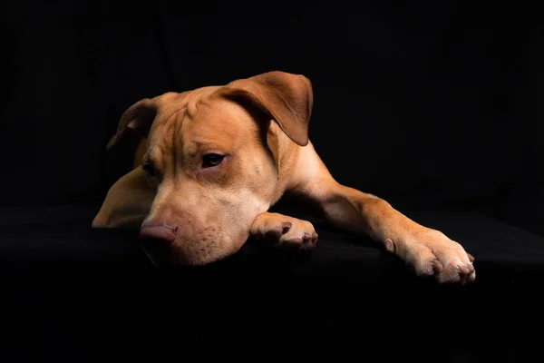 Portrait Caramel Colored Pit Bull Dog Black Background City Salvador — Stock fotografie