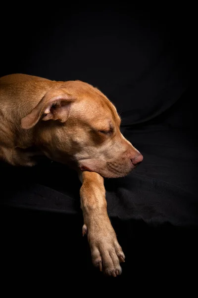 Portrait Caramel Colored Pit Bull Dog Black Background City Salvador — Foto Stock