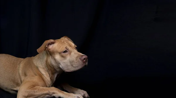 Portrait Caramel Colored Pit Bull Dog Black Background City Salvador — 图库照片