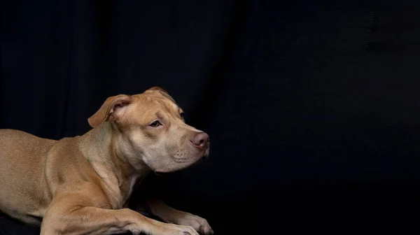 Portrait Caramel Colored Pit Bull Dog Black Background City Salvador — 스톡 사진