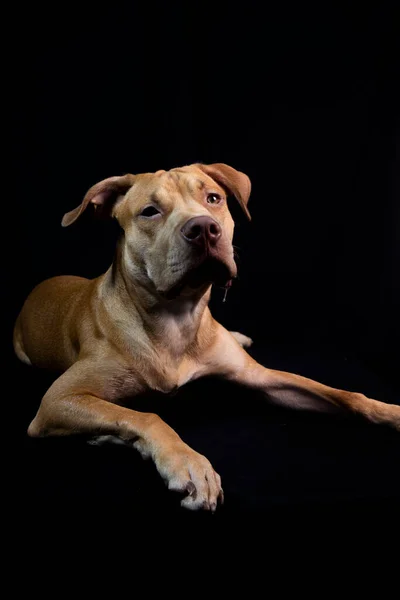 Portrait Caramel Colored Pit Bull Dog Black Background City Salvador — Stock fotografie
