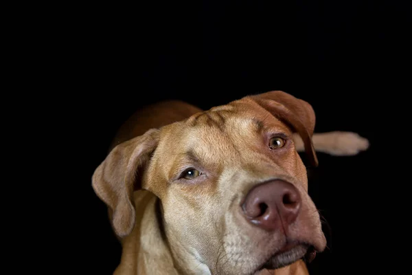 Portrait Caramel Colored Pit Bull Dog Black Background City Salvador — Stock fotografie