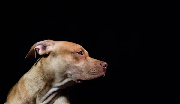 Portrait Caramel Colored Pit Bull Dog Black Background City Salvador — Stok fotoğraf