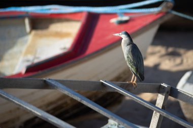 Soco bird standing on the fishing boat waiting for food. Salvador, Bahia, Brazil.