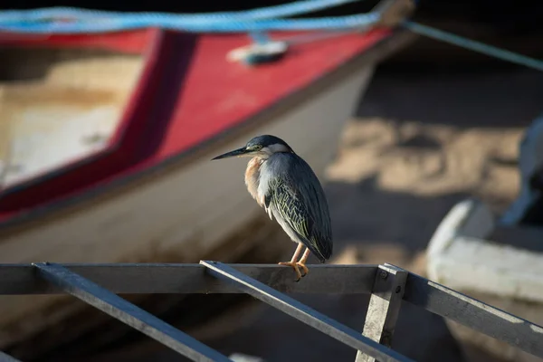 Soco Bird Standing Fishing Boat Waiting Food Salvador Bahia Brazil — Foto Stock