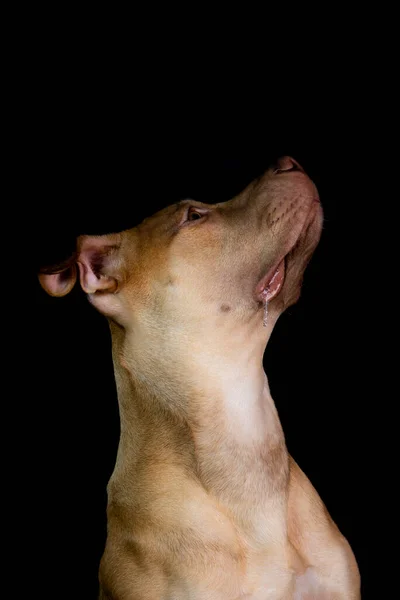 Portrait Pit Bull Dog Sitting Looking Black Background City Salvador — Φωτογραφία Αρχείου