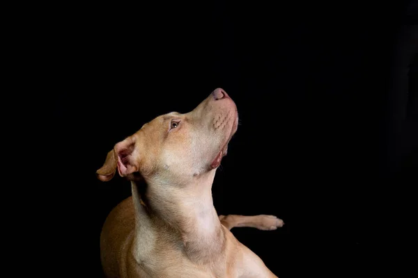 Portrait Pit Bull Dog Sitting Looking Black Background City Salvador — 스톡 사진