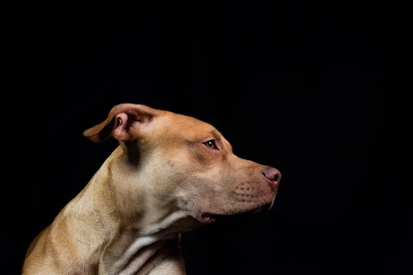 Portrait Caramel Colored Pit Bull Dog Black Background City Salvador — Stock Photo, Image
