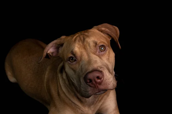 Portrait Caramel Colored Pit Bull Dog Black Background City Salvador — 스톡 사진