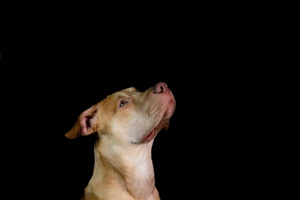 Portrait Pit Bull Dog Sitting Looking Black Background City Salvador — Foto Stock