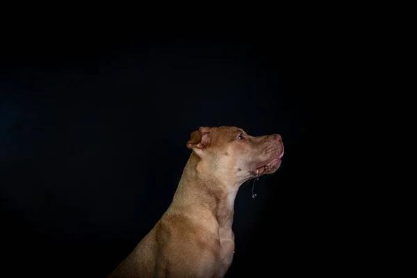 Portrait Caramel Colored Pit Bull Dog Black Background City Salvador — Stock Photo, Image