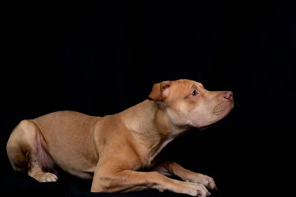 Portrait Pit Bull Dog Sitting Looking Black Background City Salvador — 图库照片