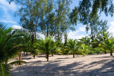 Big tall green trees against the beach and blue sky in the background. Guaibim beach in the city of Valenca, Bahia, Brazil.