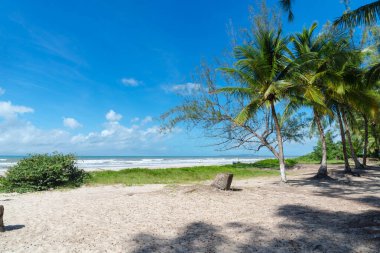 Big tall green trees against the beach and blue sky in the background. Guaibim beach in the city of Valenca, Bahia, Brazil.