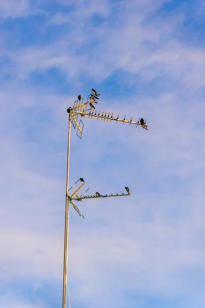 Flock Laundress Birds Antenna Stunning Blue Sky Clouds Dawn City — Fotografia de Stock