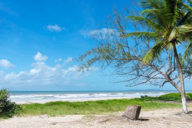 Big tall green trees against the beach and blue sky in the background. Guaibim beach in the city of Valenca, Bahia, Brazil.