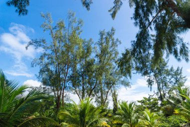 Big tall green trees against the beach and blue sky in the background. Guaibim beach in the city of Valenca, Bahia, Brazil.