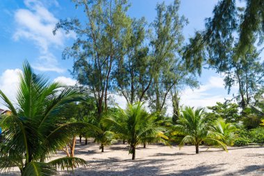Big tall green trees against the beach and blue sky in the background. Guaibim beach in the city of Valenca, Bahia, Brazil.