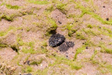 The sea beach and the rocks are polluted with oil. A crude oil spill in northeast Brazil has affected the environment. Pedra do Sal Beach, Salvador, Brazil.