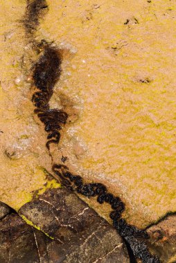 The sea beach and the rocks are polluted with oil. A crude oil spill in northeast Brazil has affected the environment. Pedra do Sal Beach, Salvador, Brazil.