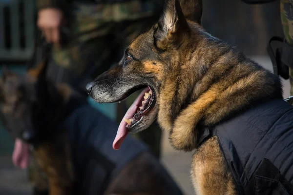 Salvador, Bahia, Brazil - September 7, 2016: Dogs of the Armed Forces during military parade in celebration of Brazil independence in the city of Salvador, Bahia.