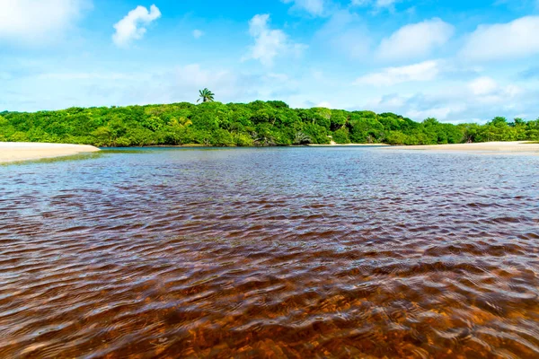 Reddish Water River Forest Blue Sky Background Guaibim Beach Coast — Stok fotoğraf