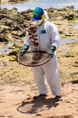 Salvador, Bahia, Brazil - October 26, 2019: Cleaning agents extract oil from Pedra do Sal beach in the city of Salvador. The site was affected by an oil spill off the coast of Bahia.