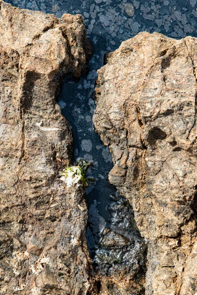 바위는 기름으로 오염되어 브라질 북동부에서의 유출은 환경에 영향을 리우데자네이루 브라질 — 스톡 사진
