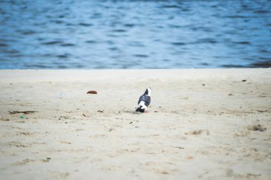 Bir kumsalın kumsalında duran bir güvercin. Arka planda dikkati dağılmış bir deniz. Güzel bir gün. Salvador Bahia Brezilya.