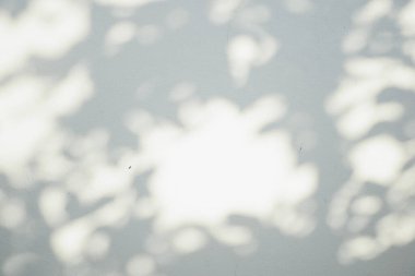 Ormanda parlayan güneşin gölgesi