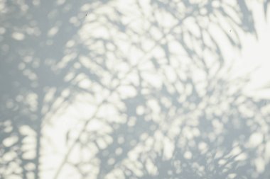 Ormanda parlayan güneşin gölgesi