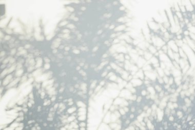 Ormanda parlayan güneşin gölgesi