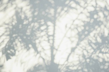 Ormanda parlayan güneşin gölgesi