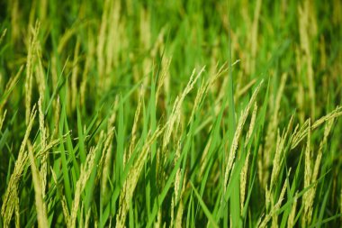 Pirinç tarlası. Sabah vakti yeşil yapraklı ve güneş ışığıyla sarı çeltik tarlasına yakın..