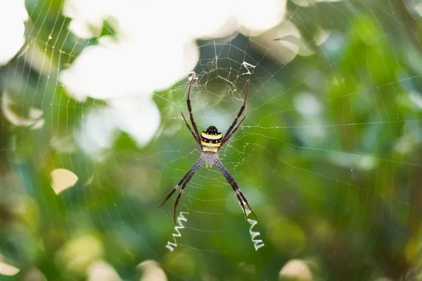 Красиві Павуки Їхні Природні Мережі — стокове фото