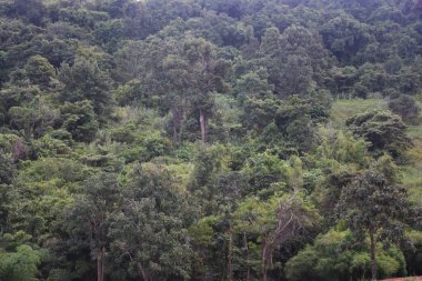 Dağlardaki orman ağaçları