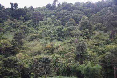 Dağlardaki orman ağaçları