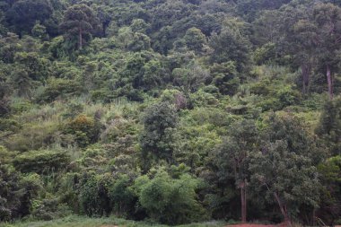 Dağlardaki orman ağaçları